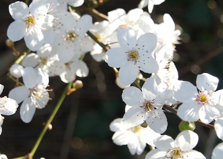 flowers